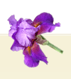 Apartment Iris