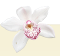 Apartment Orchidea